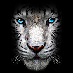 "WHITE TIGER FACE" Oversized Animals By AWD. <font face="Times New Roman"><i> 17935D0 </i></font>