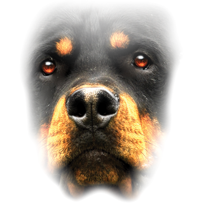 "ROTTWEILER FACE" Oversized Animals By AWD. <font face="Times New Roman"><i> 17935D0 </i></font>