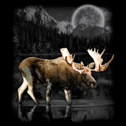 "MOOSE WILDERNESS"  By AWD. <font face="Times New Roman"><i> 18281D1 </i></font>