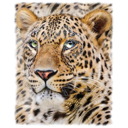 "LARGE LEOPARD" COMBO RH - RHINESTONE TRANSFER by AWD. <font face="Times New Roman"><i> 19498HLR0 </i></font>