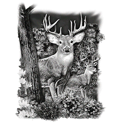 " WHITETAIL DEER COUNTRY " <font face="Times New Roman"><i> 20465SA2 </i></font>