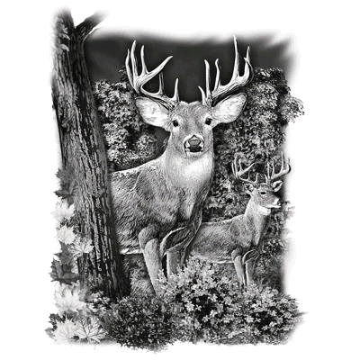 "WHITETAIL DEER COUNTRY" SOLAR MAGIC by AWD <font face="Times New Roman"><i> 20465SA2 </i></font>