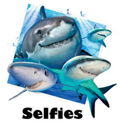 "SHARKS SELFIE" by AWD. <font face="Times New Roman"><i> 21052HD4 </i></font>